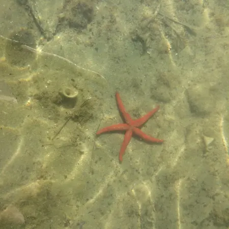 Kallisti Lägenhet *